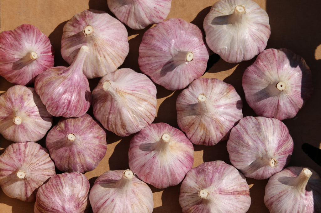 Garlic: The 9 Types and our Varieties!