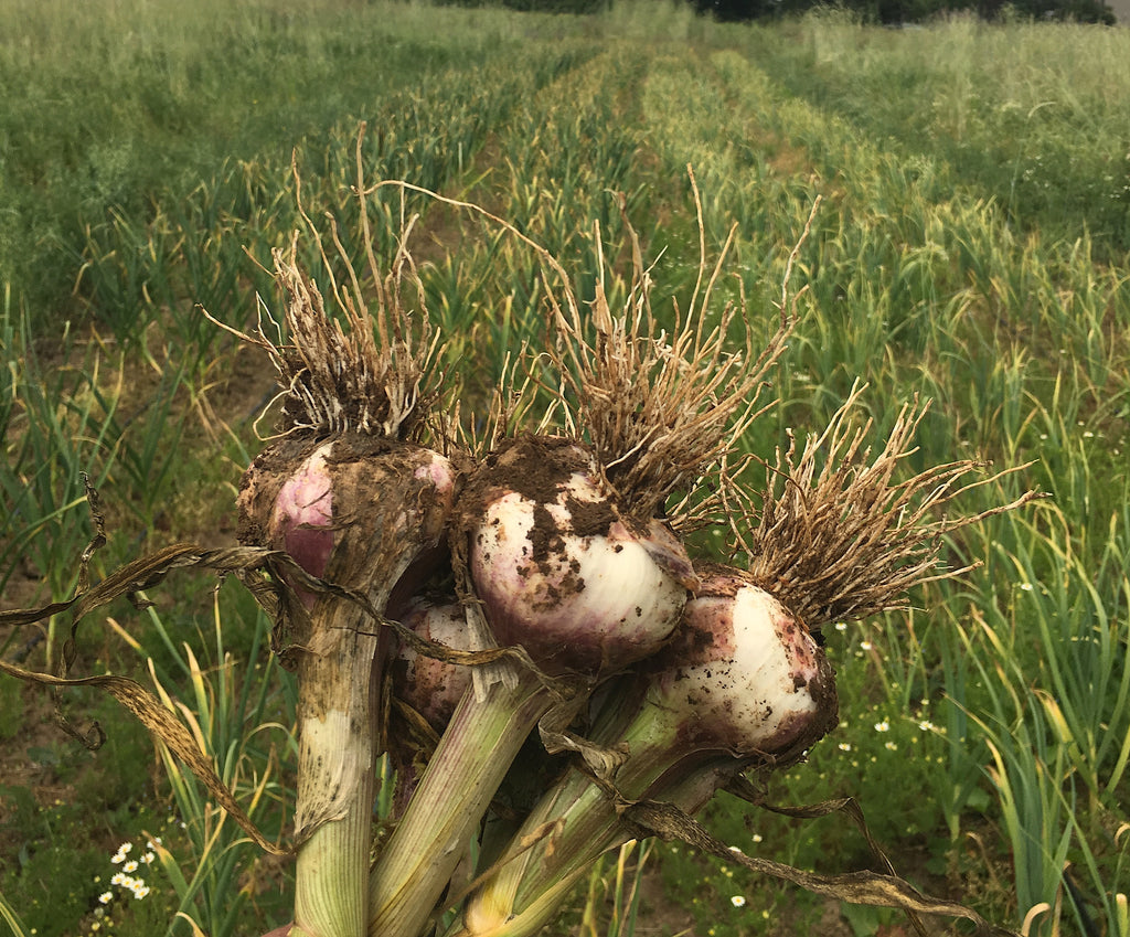 What to Plant After Garlic Harvest?