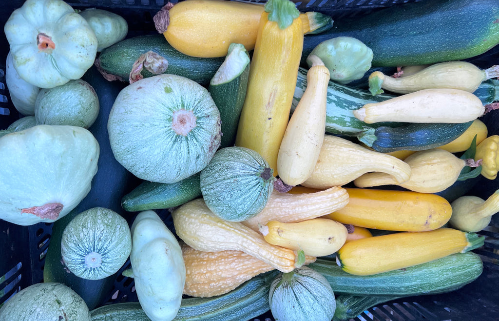 Summer Squash Trial Results