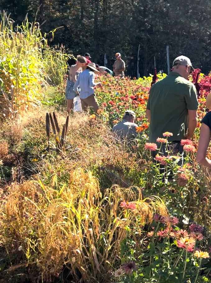 Millet Trials 2024