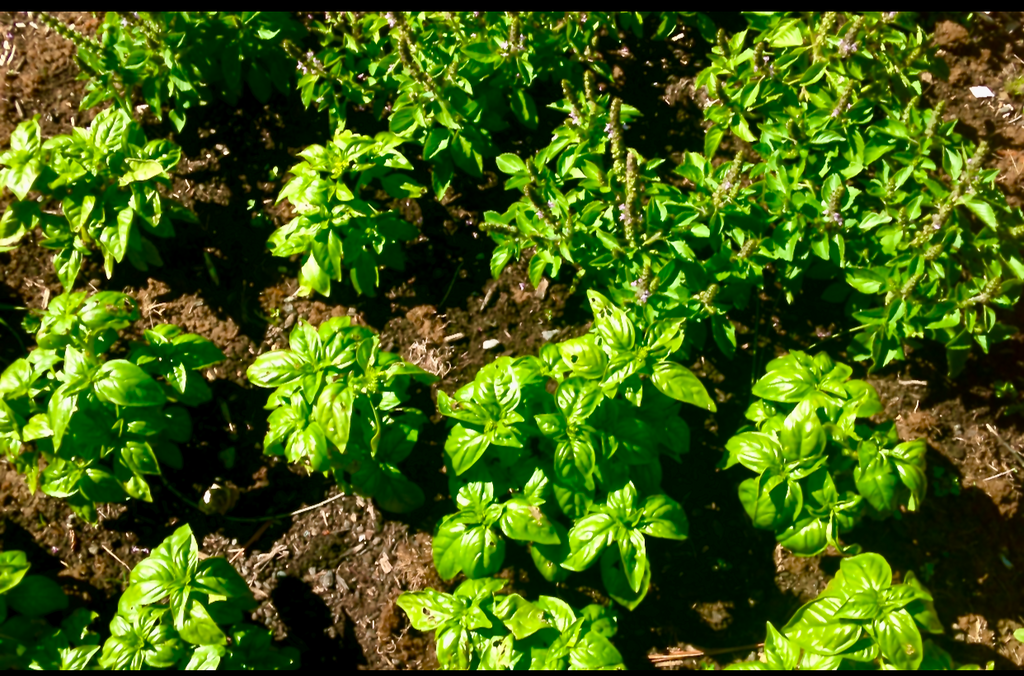 Basics of Basil: Plant Profile