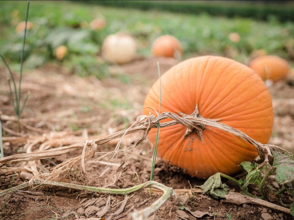 Tips to Help Get Your Garden Ready for Fall