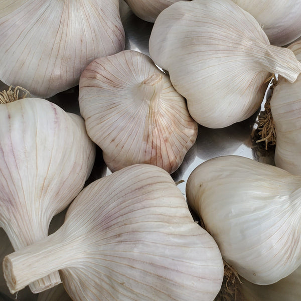 Garlic, Mt St Helens