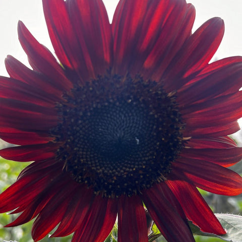 Sunflower, Red Sun