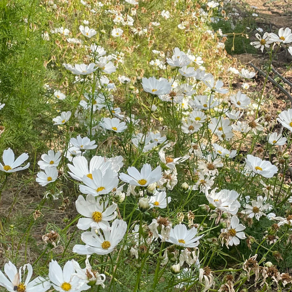 Cosmos, Afternoon White