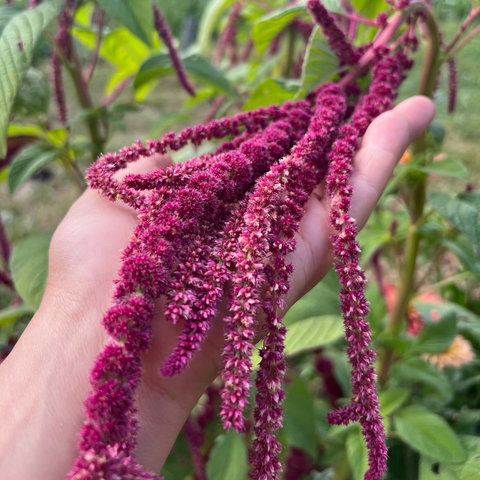 Amaranth, Love Lies Bleeding