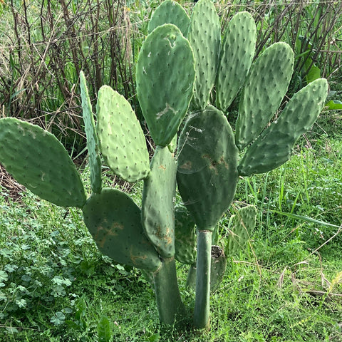 Cactus, Burbank Spineless