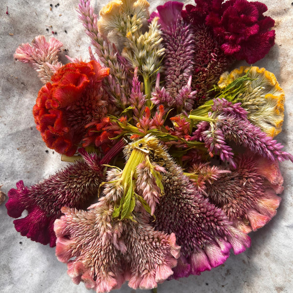 Celosia, Mindmeld Mix Coral Cockscomb