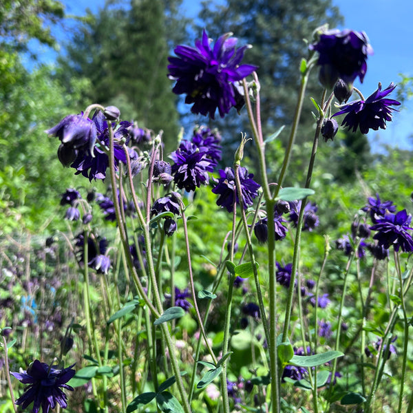 Columbine, Barlow Mix