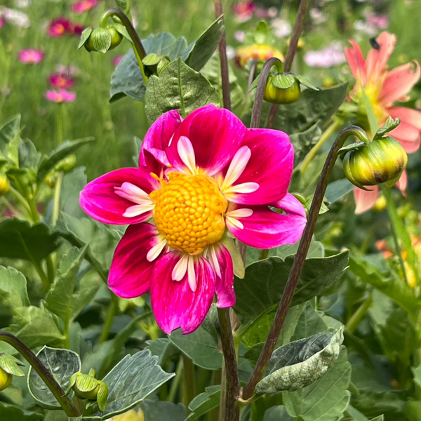 Dahlia Seed, Harlequin Mix