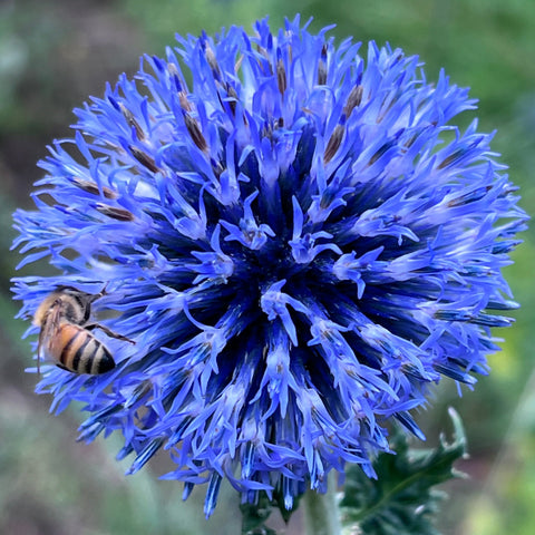 Echinops, Globe Thistle