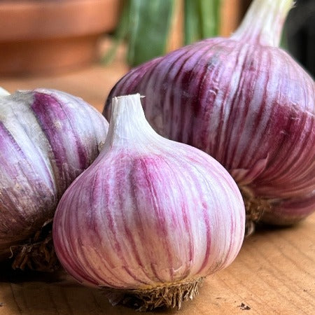 Garlic, Zemo Mtsara