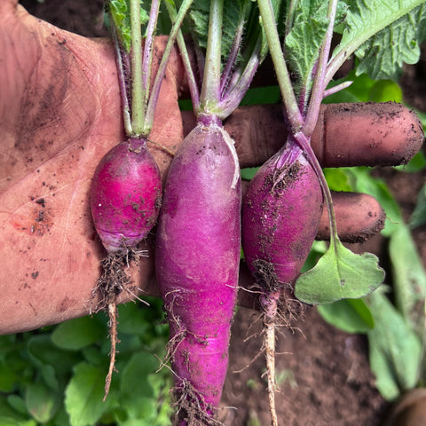 Radish, Purple Sunrise