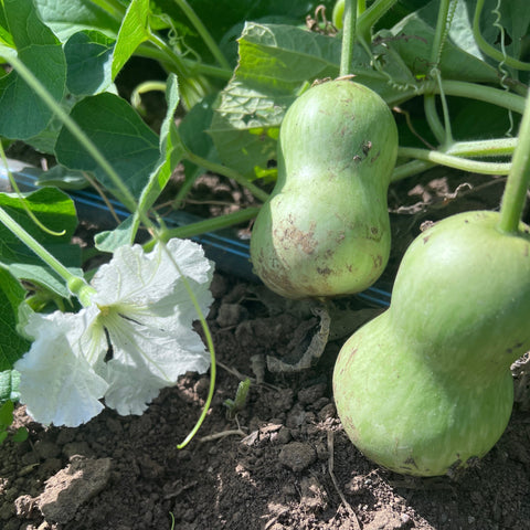 Gourd, Peyote Rattle