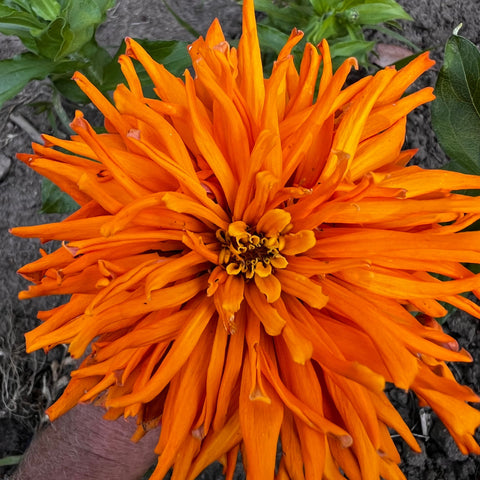 Zinnia, Orange Anemone