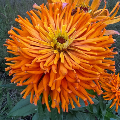 Zinnia, Orange Anemone