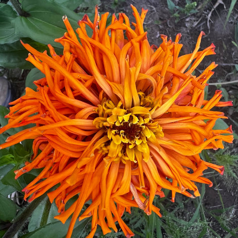 Zinnia, Orange Anemone