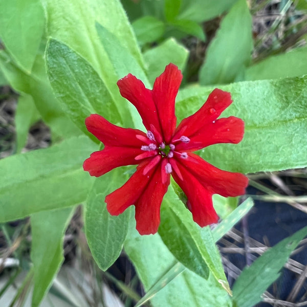 Maltese Cross