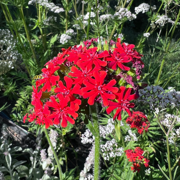 Maltese Cross