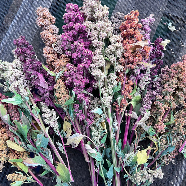 QUINOA, Colorado Rainbow