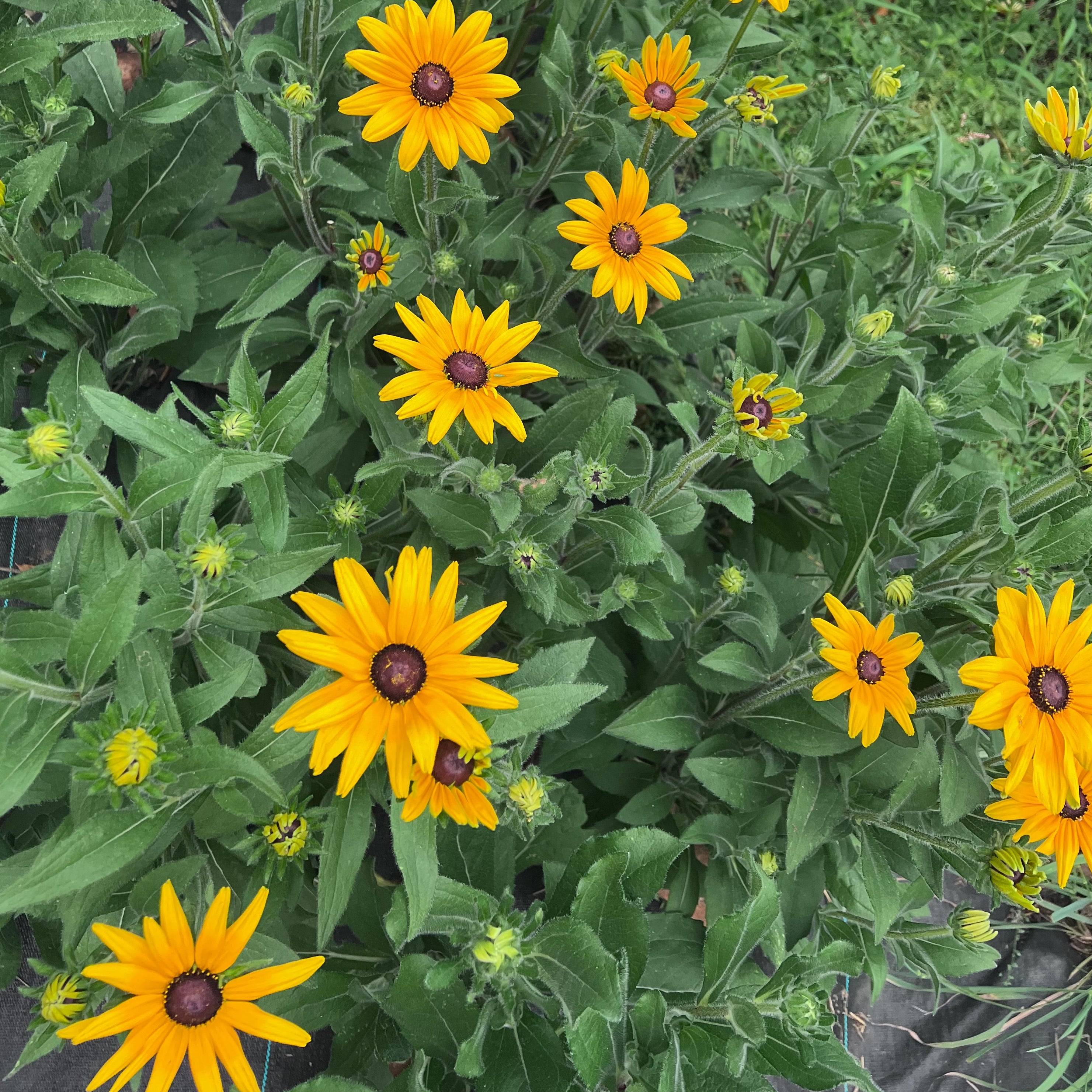 Rudbeckia, Indian Summer Mix | Siskiyou Seeds