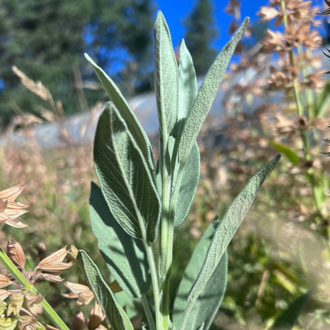 Sage, Culinary garden