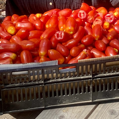 Tomato, San Marzano