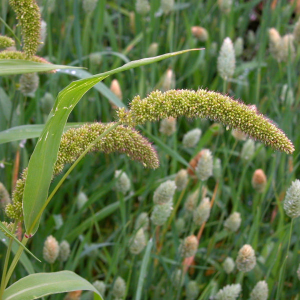 Millet, Lime Light Spray