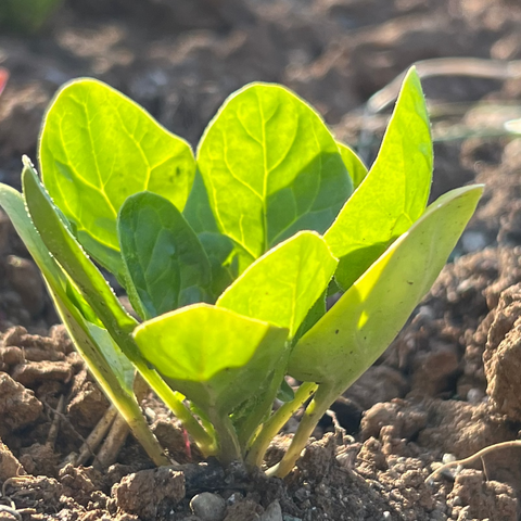 Spinach, Popeye