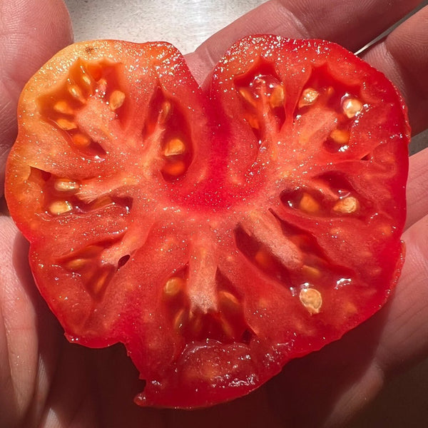 Tomato, Tlacolula Pink