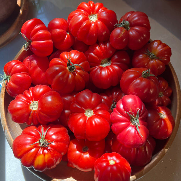 Tomato, Tlacolula Pink