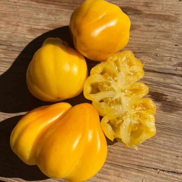 Tomato, Tlacolula Gold