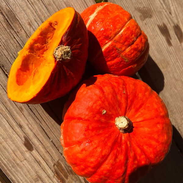 Winter Squash, Sundream