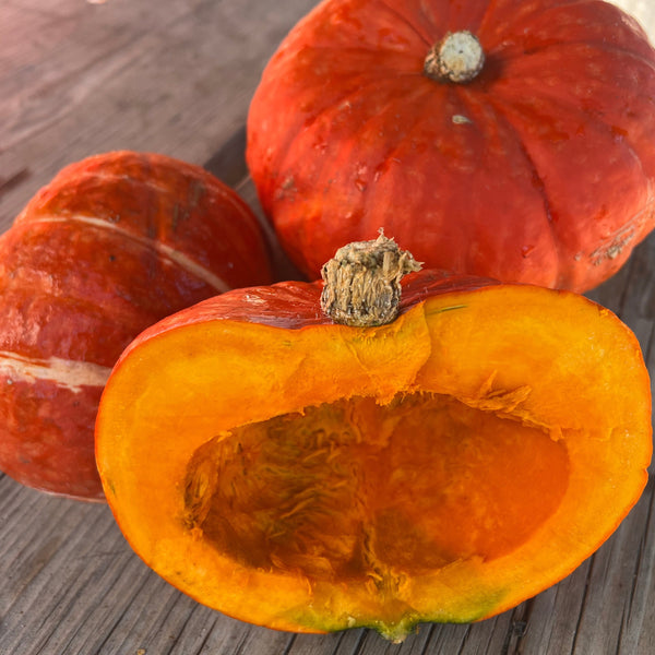 Winter Squash, Sundream