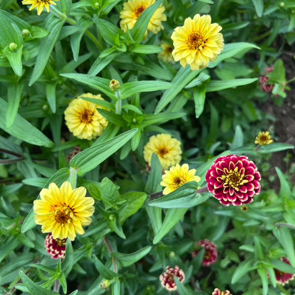 Zinnia, Jazzy Mix