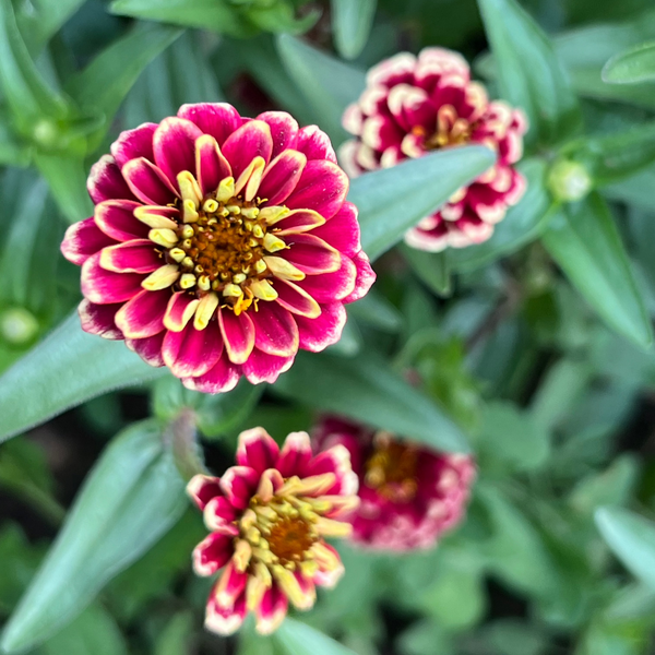 Zinnia, Jazzy Mix