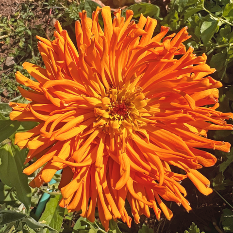 Zinnia, Orange Anemone