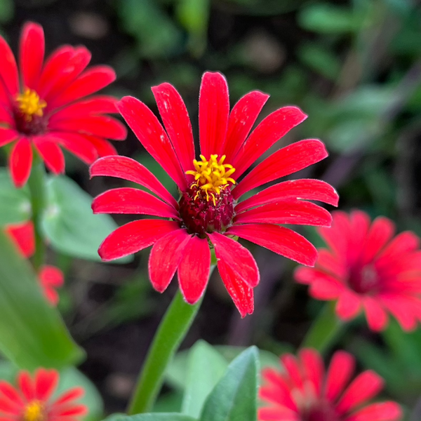 Zinnia, Red Spider