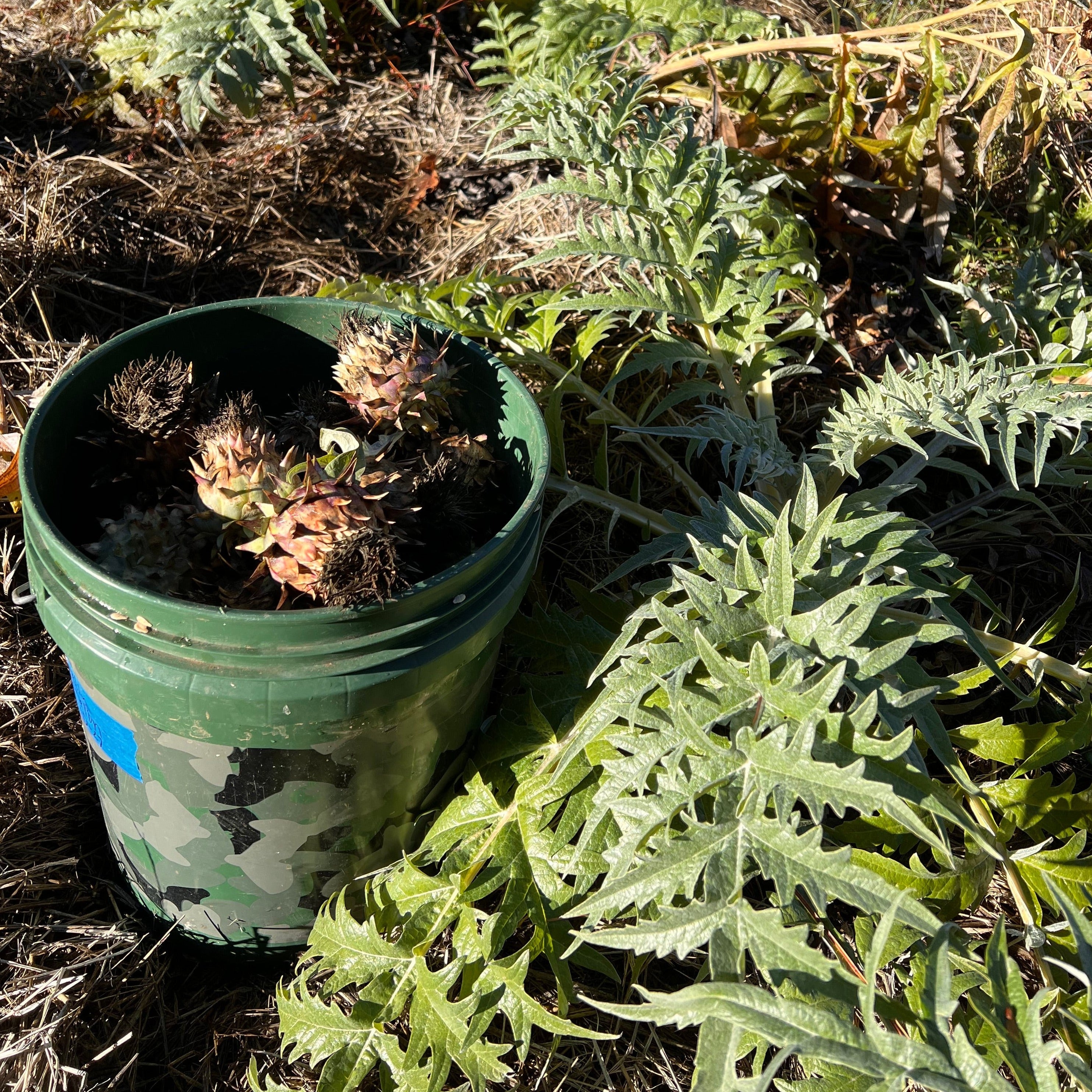 Cardoon | Siskiyou Seeds