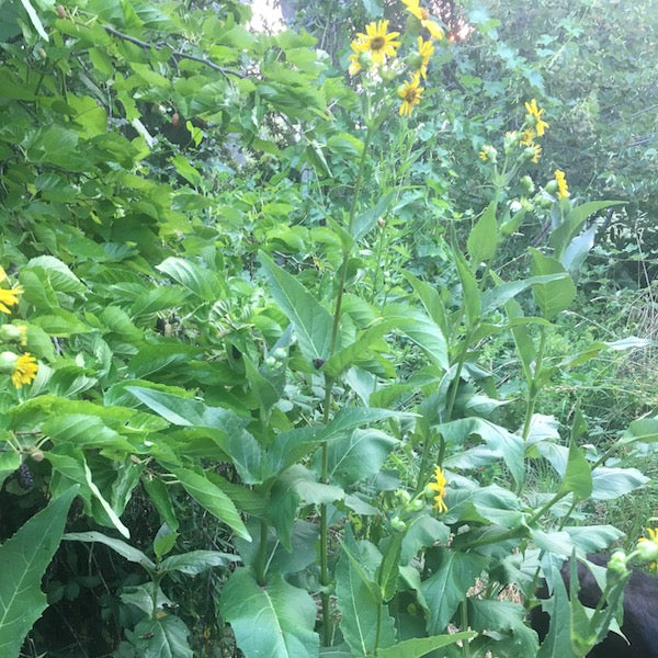 Compass Plant | Siskiyou Seeds