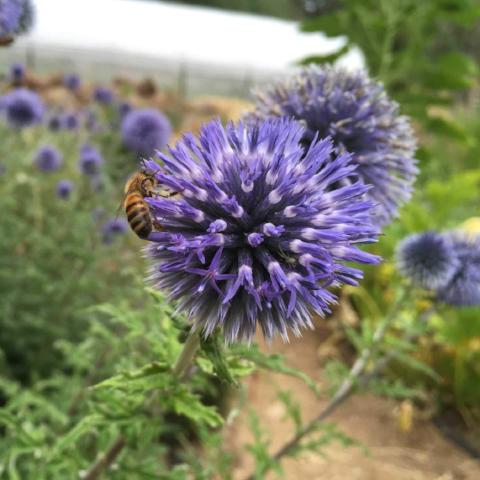 Globe Thistle Echinop, open pollinated, cut flower