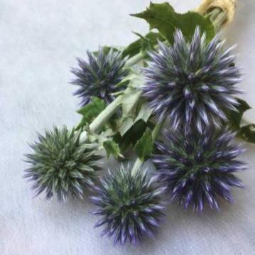 Echinops, Globe Thistle