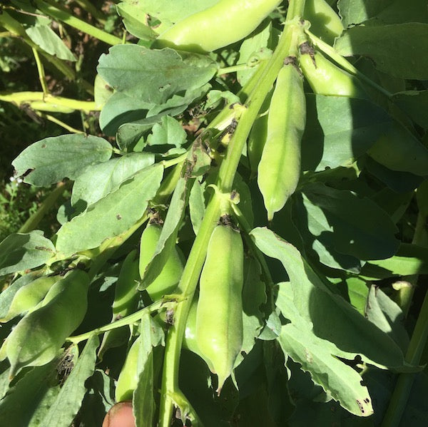 Beans, Fava, Cambridge Scarlet | Siskiyou Seeds