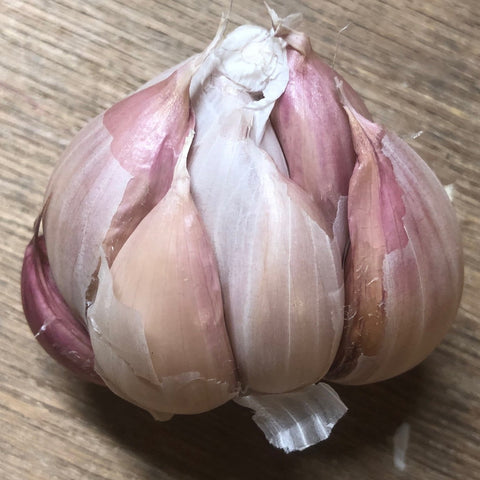 Garlic, Silver Rose