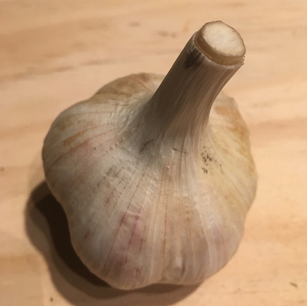 Garlic, German White
