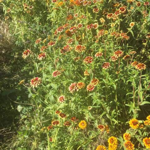 Zinnia, Jazzy Mix | Siskiyou Seeds