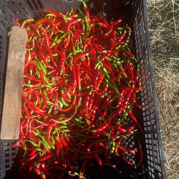 Pepper, Anjali Thai | Siskiyou Seeds