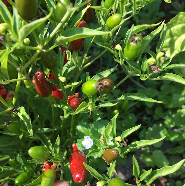 Pepper, Pequin | Siskiyou Seeds