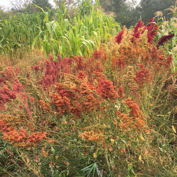 Quinoa, Wild Garden Mix