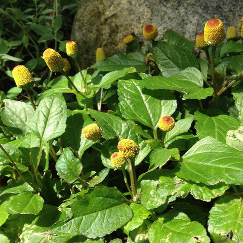 Spilanthes, Toothache Plant